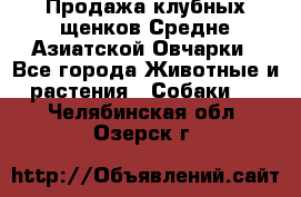 Продажа клубных щенков Средне Азиатской Овчарки - Все города Животные и растения » Собаки   . Челябинская обл.,Озерск г.